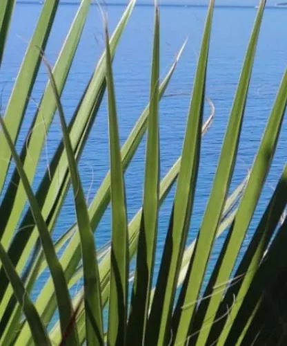 Galeb * プリモシュテン